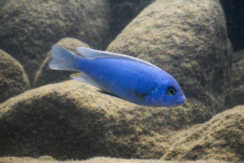 Maylandia xanstomachus 'Namalenje Island'